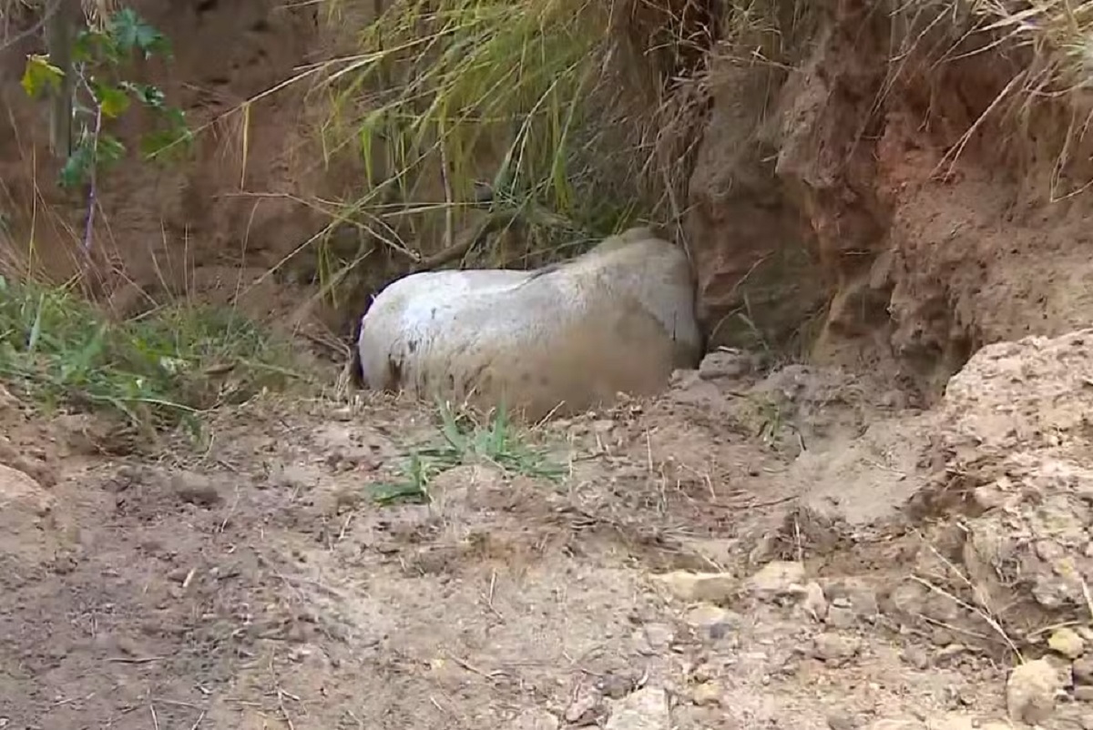 'Cortei por cortar', diz homem que alegou estar bêbado ao mutilar patas de cavalo em Bananal 